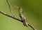 Hummingbird Perched on a Twig