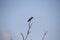 A hummingbird perched on the very top of a small tree