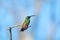 Hummingbird perching with a pink tail and his tongue out