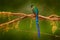 Hummingbird from Peru, wildlife from tropic jungle. Wildlife scene from nature. Hummingbird Long-tailed Sylph with forest habitat