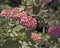 Hummingbird Pink Zinnias