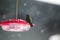 Hummingbird on plastic bird feeder with red top