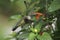 Hummingbird pollinating a red Sage flower