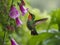Hummingbird in Pollination Action