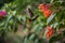 hummingbird practicing its flight skills, hovering and fluttering above garden