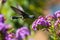hummingbird practicing its flight skills, hovering and fluttering above garden