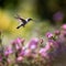 Hummingbird Among Purple Wildflowers