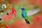 Hummingbird with red bloom forest habitat. Green Violet-ear, Colibri thalassinus, green hummingbird flying in the nature tropic w