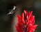 Hummingbird and Red Cana