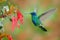 Hummingbird with red flower. Green and blue hummingbird Sparkling Violetear flying next to beautiful red bloom. Wildlife scene fr