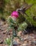 Hummingbird and red flowering thistle in Northern Arizona