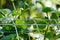 Hummingbird Resting Atop Bean Vine Arbor Head skew