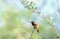 Hummingbird Resting on a Branch