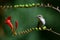 Hummingbird resting on crocosmia branch