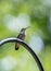 Hummingbird resting on a metal feeder bar