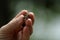 Hummingbird restrained within fingers of hand