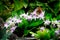 Hummingbird Rests on Orchid Flowers