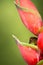 Hummingbird Ruby topaz , Chrysolampis mosquitus sitting and drinking nectar from its favourite red flower. Cute tiny bird