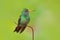 Hummingbird Rufous-tailed Hummingbird, Amazilia tzacat, with clear green background, Colombia