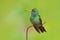 Hummingbird Rufous-tailed Hummingbird, Amazilia tzacat, with clear green background, Colombia