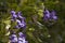 Hummingbird rushes in to feed on early blooming Texas Mountain Laurel