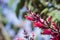 Hummingbird sage Salvia spathacea