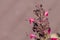 Hummingbird sage Salvia spathacea flowers, California