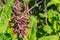 Hummingbird sage Salvia spathacea flowers, California