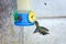 Hummingbird sharing artificial feeder with honey bees while gathering sugar water. Buenos Aires, Argentina