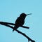 Hummingbird silhouette perched on a limb