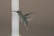 Hummingbird Silhouetted Against Brown Background