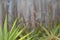 Hummingbird sitting on an agave leaf