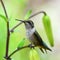 Hummingbird sitting on lily branch