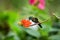 Hummingbird sitting on orange flower,tropical forest,Brazil,bird sucking nectar from blossom in garden,bird perching