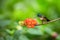 Hummingbird sitting on orange flower,tropical forest,Brazil,bird sucking nectar from blossom in garden,bird perching