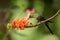Hummingbird sitting on orange flower,tropical forest,Brazil,bird sucking nectar from blossom in garden,bird perching