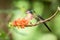 Hummingbird sitting on orange flower,tropical forest,Brazil,bird sucking nectar from blossom in garden,bird perching