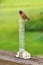 Hummingbird sitting on rain gauge