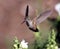 Hummingbird with snapdragon