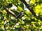 Hummingbird on a Stem: A ruby-throated hummingbird is perched on the end of a hibiscus bush stem