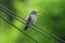 A hummingbird sticks out its tongue