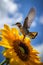 Hummingbird and Sunflower in Midday Sun