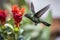 hummingbird taking its first flight, fluttering around in the garden