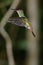 Hummingbird, Tropical Rainforest, Costa Rica