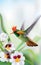 Hummingbird tufted coquette Lophornis ornatus over white orchids