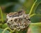 Hummingbird twin babies nest