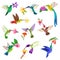 Hummingbird vector tropical humming bird character with beautiful birdie wings on exotic flowers in nature wildlife