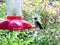 Hummingbird Visits Feeder