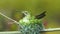 Hummingbird visits flowers and back to her nest quickly