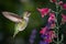 Hummingbird visits flowers with raindrops